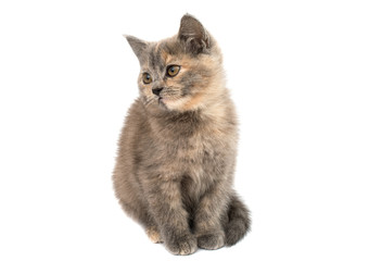 gray kitten