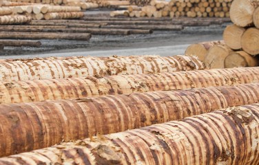 Rohholz vor der Verarbeitung im Sägewerk