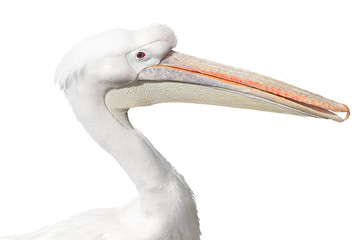 portrait of a white pelican