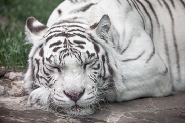 Naklejka na ściany i meble white tiger