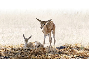 Two baby springbok in the Kalahari