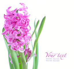 pink hyacinth flowers