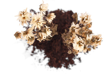 Dried flower isolated on white background