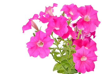 Pink petunia flowers on white background