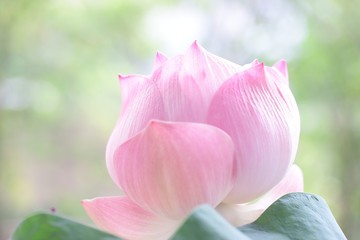 Obraz premium Lotus flower