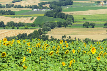 Summer landscape in Marches (Italy)