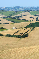 Summer landscape in Marches (Italy)