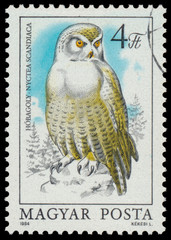 Stamp shows image of a Snowy Owl