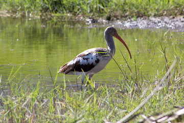 Fototapeta premium Ibis in the lake