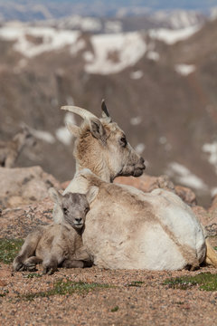 Bighorn Sheep ewe and Lamb