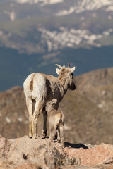 Bighorn Sheep Ewe and Lamb