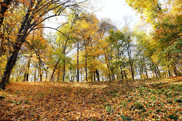 Beautiful autumn trees in park