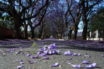 Suburban road with line of jacaranda trees and small branch with