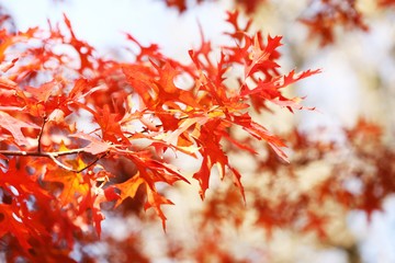 Beautiful autumn leaves