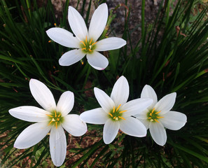 White hosta flowers in the garden