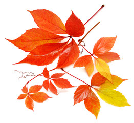 Beautiful autumn tree branch with leaves of wild grapes