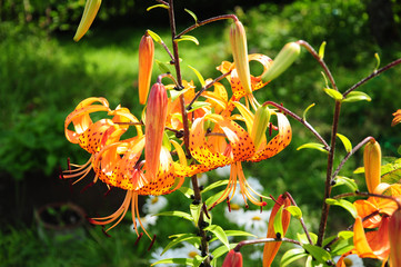 tiger lilies in the sunny garden