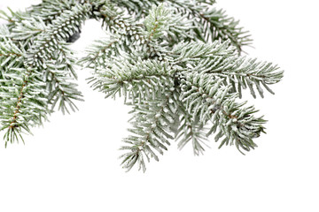 Fir tree branch with snow isolated on a white background