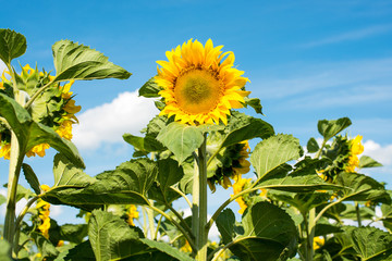sunflowers at the field in summer