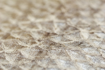 Fish scales close-up (macro)