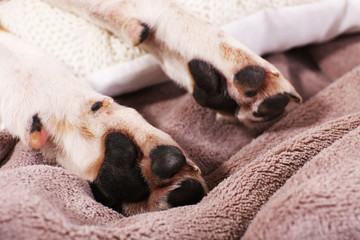 Dog paws on bed