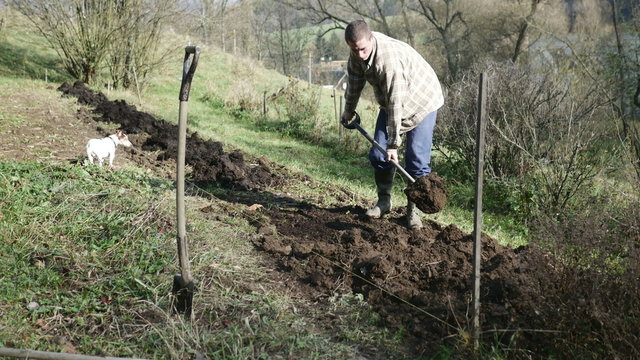 Young Gardener working in the garden with spade