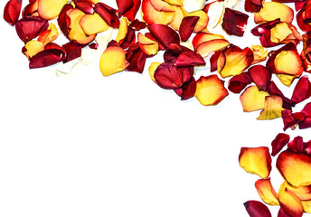Roses flowers frame on white background card - 73623134