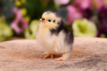 Little chicken in the nest.  Easter