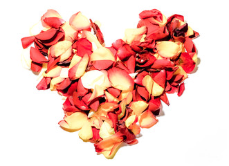 Heart shape roses flower card on white background