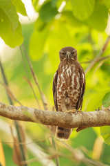 brown Boobook (Ninox scutulata)