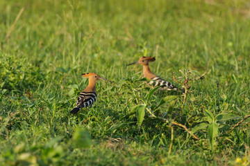 Couple of hoopoes on the land