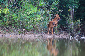 Asian wild dogs in nature