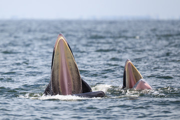 Bryde's whale, Eden's whale eating fish in the Gulf