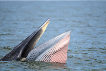 Obraz premium Bryde's whale, Eden's whale eating fish in the Gulf