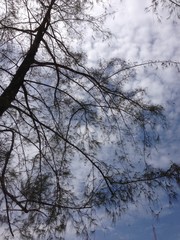 silhouette of a tree