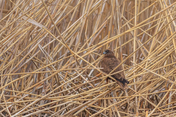 Common Buzzard (Buteo buteo)