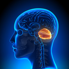 Female Cerebellum - Anatomy Brain - obrazy, fototapety, plakaty