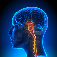 Female Brain Stem with Nerves - Anatomy Brain