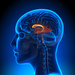 Female Ventricles - Anatomy Brain - obrazy, fototapety, plakaty