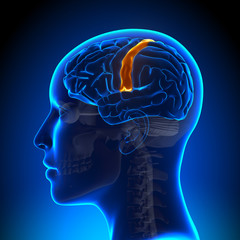 Obraz premium Female Sensorimotor Area - Anatomy Brain