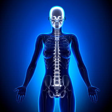 Female Spine - Anatomy Bones