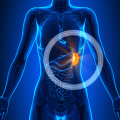 Spleen - Female Organs - Human Anatomy - obrazy, fototapety, plakaty