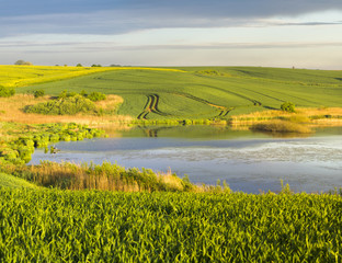 jeziorko wśród młodego zboża