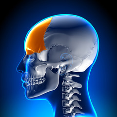 Female Frontal Bone - Skull / Cranium Anatomy - obrazy, fototapety, plakaty