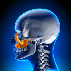 Female Maxilla - Skull Anatomy © decade3d