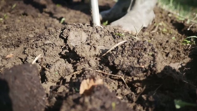 Close up of spade turning dirt in the garden slow motion