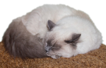 cat sleeping on the couch