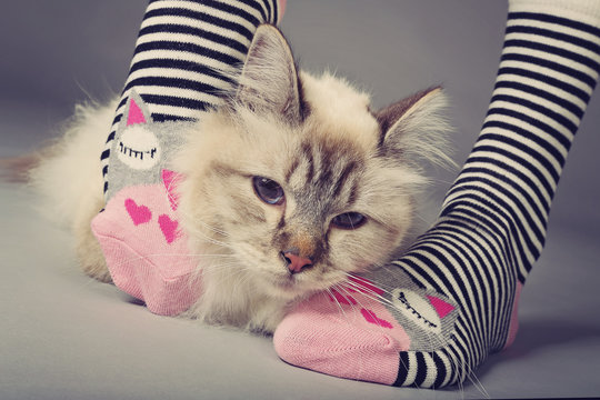 chat dans chaussettes femme