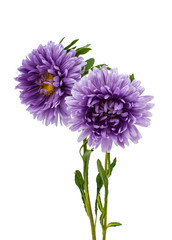 Fototapeta premium aster