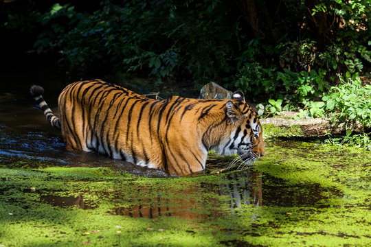 Tiger in Water.